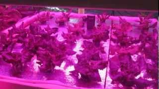 Organic Hydroponics Vs Conventional.