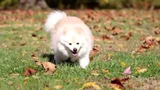 7Dmarkii Test Video - Buster At Pennypack Park