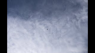 Hawks flying over during Ripple at Bob Weir Memorial Service, Civic Center, San Francisco 1/17/2026