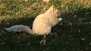 Very Rare White (Albino) Squirrel