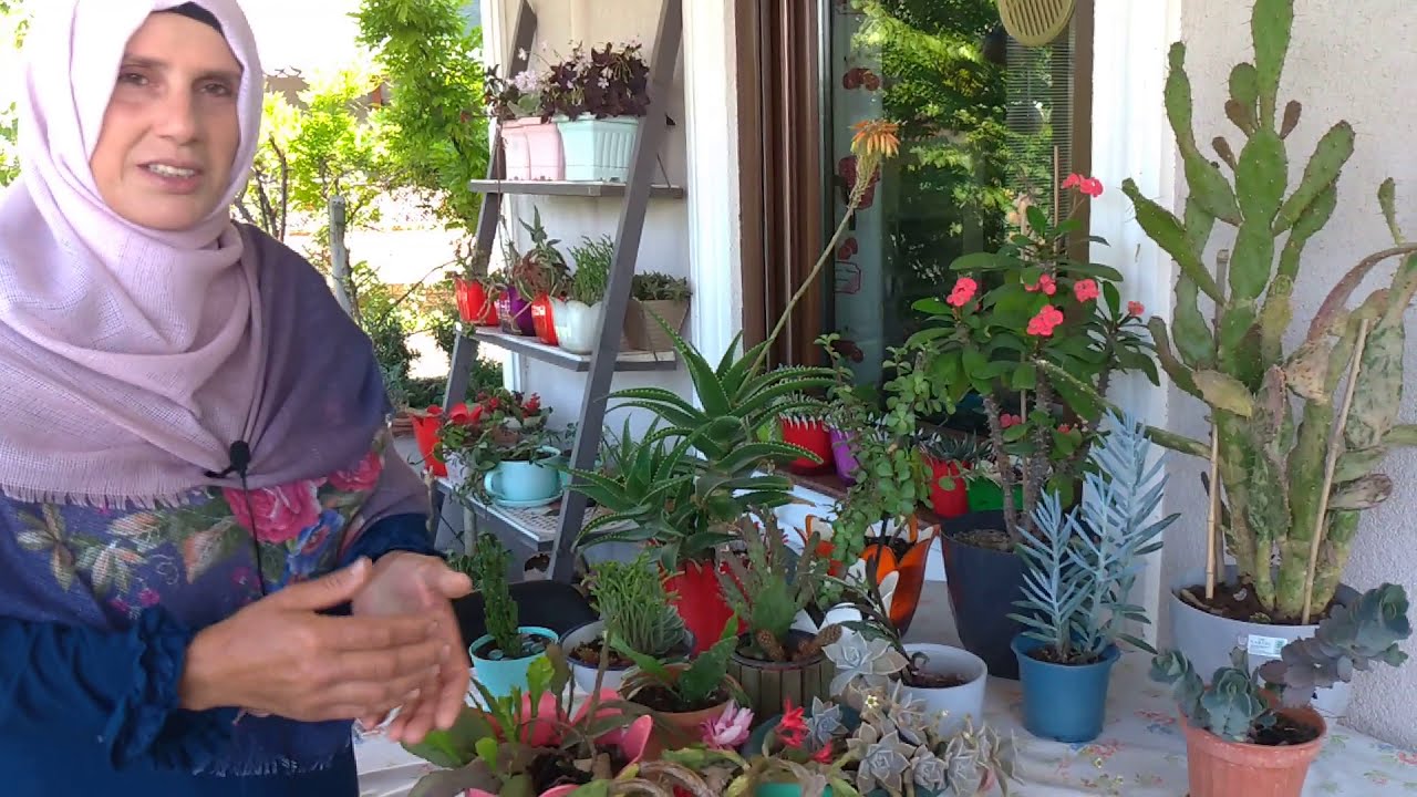 Kaktüs & Sukulentlerim (Cactus & Succulent) | Farklı Türler Bir Arada