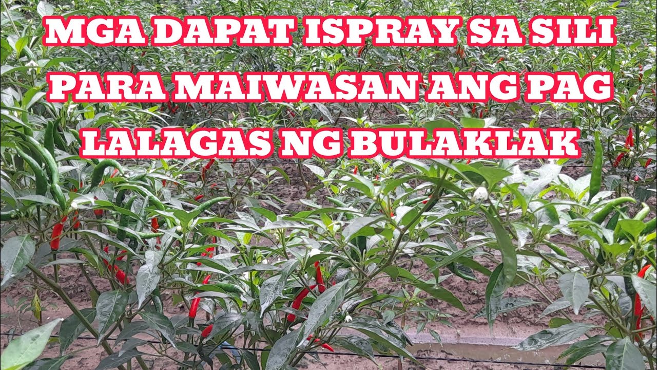 PAANO MAIWASAN ANG PAG LAGAS NG BULAKLAK NG SILI