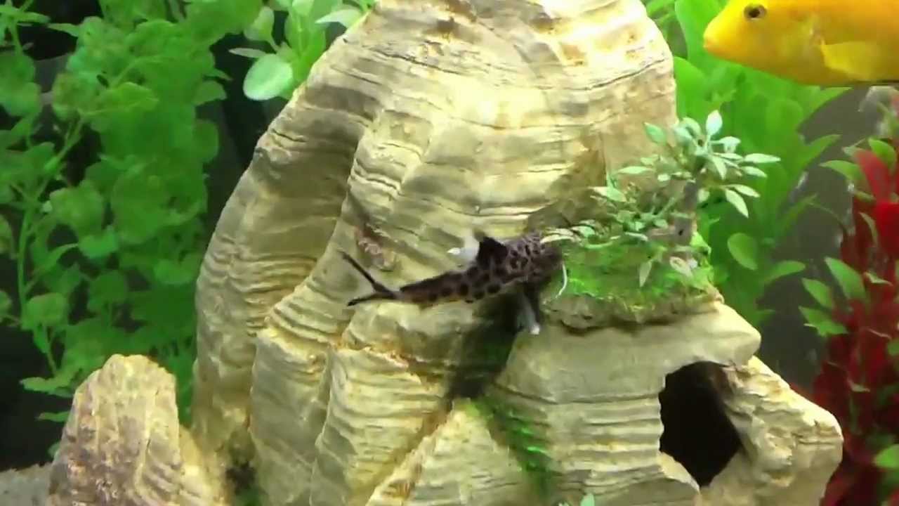 77 gallon African cichlids update now with more cuckoo catfish and a