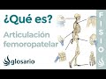 Articulacin femoropatelar  qu es ubicacin movimientos y lesiones