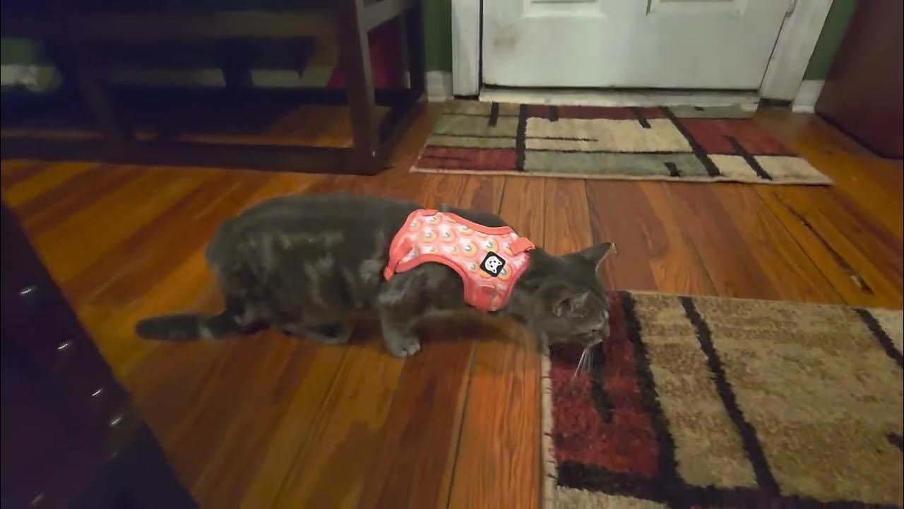 Remora, leash attempt 3. final lol YouTube