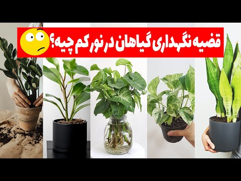 تصویری: گیاهان مقاوم در برابر سایه برای دفتر