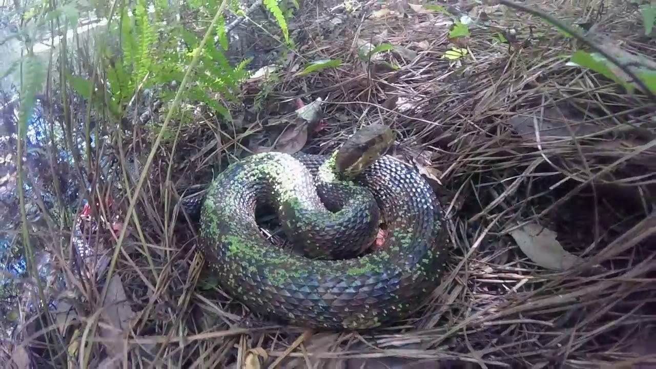 Agkistrodon Piscivorus Buxton Woods