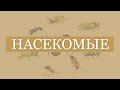 Карточки Домана - НАСЕКОМЫЕ