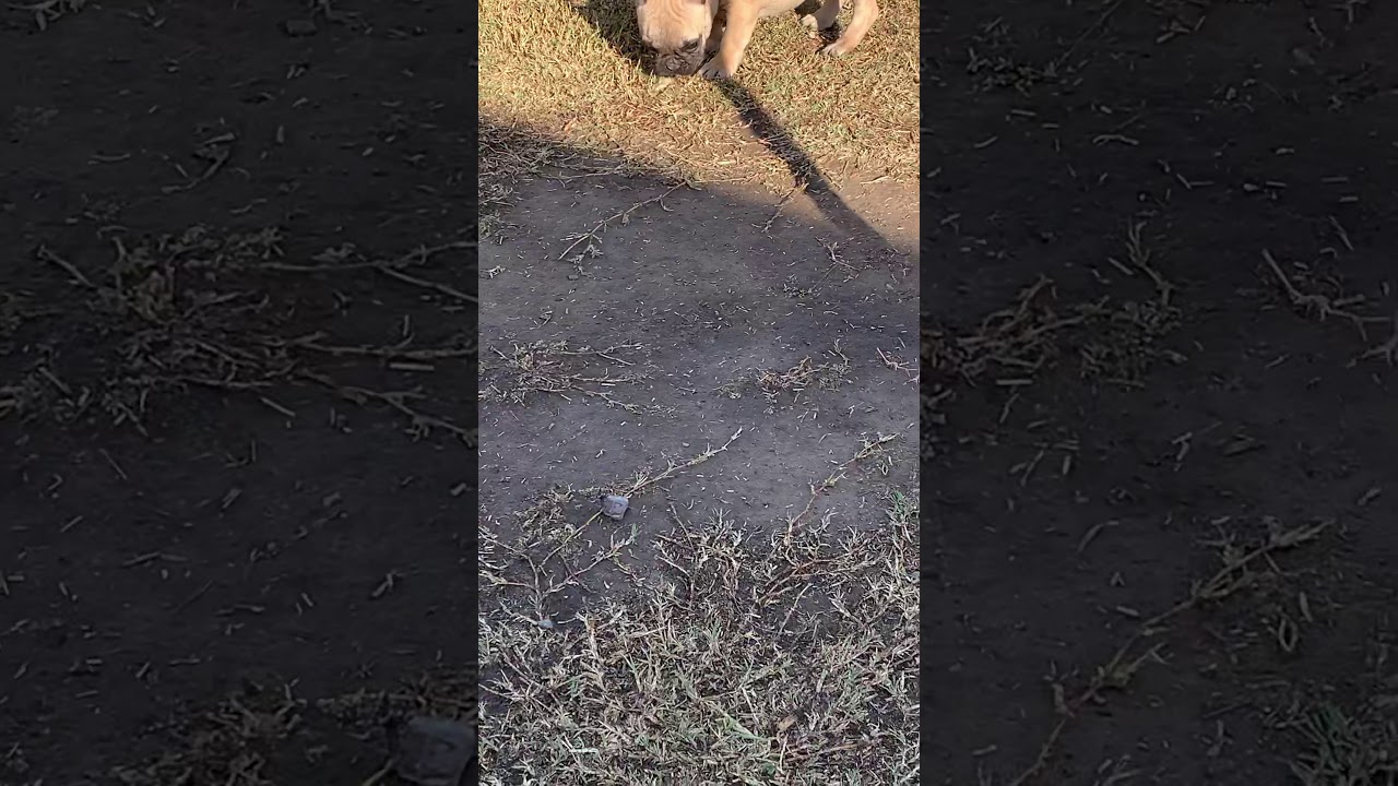 4month old fawn black mask name coco