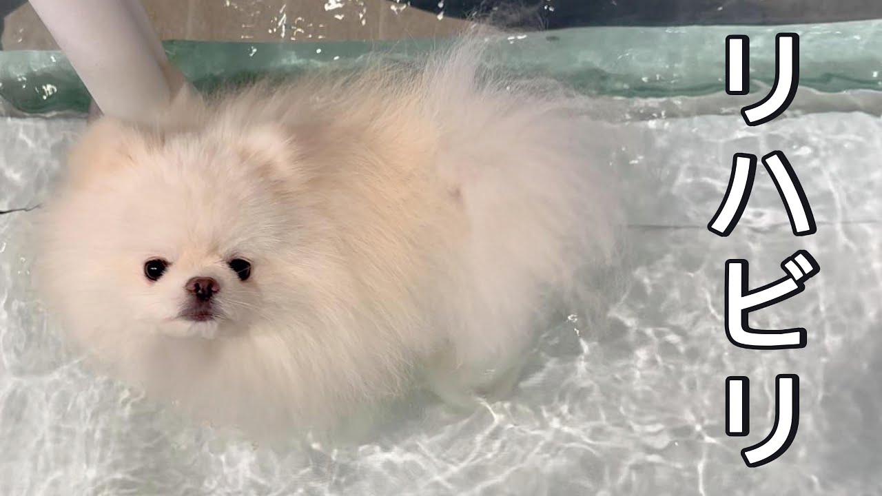 可愛いポメのリハビリ日記