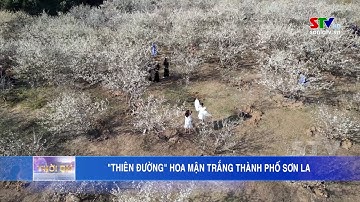 "Thiên đường" hoa mận trắng thành phố Sơn La