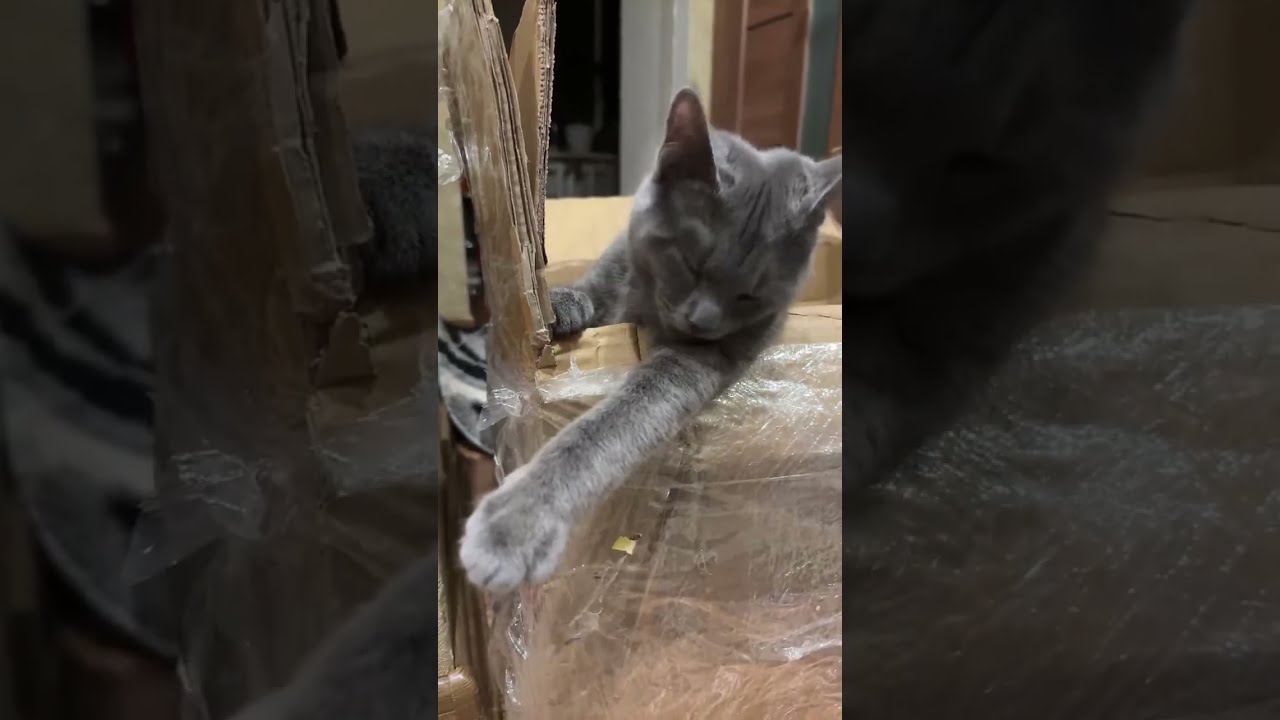 Кіт обживає квартиру