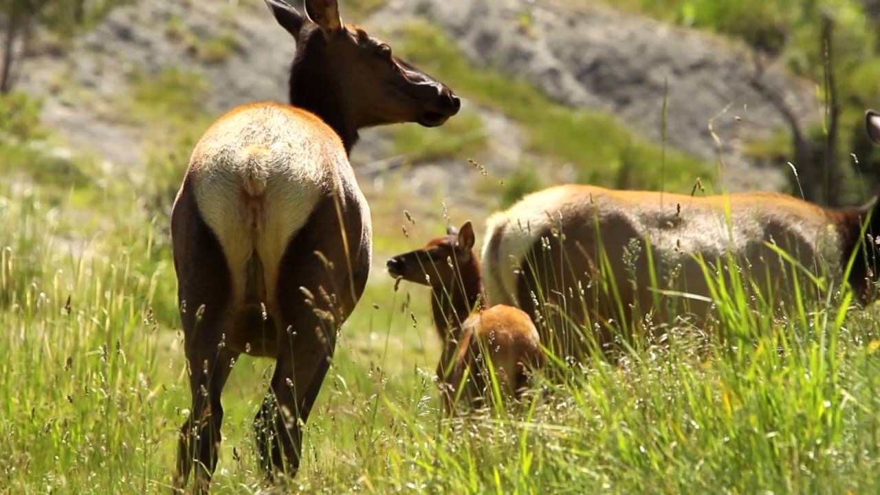 Hunting Is Conservation - Spring 