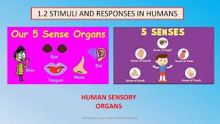 CHAPTER 1 STIMULI AND RESPONSES audio