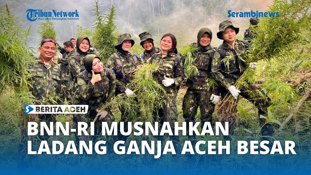 BNN Musnahkan Ladang Ganja di Dua Lokasi Berbeda di Aceh Besar