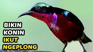 3 DETIK PASTI KONIN NYAUT \u0026 GACOR ! Pancingan Kolibri Ninja Bahan Muda Bakalan Agar CEPAT Bunyi