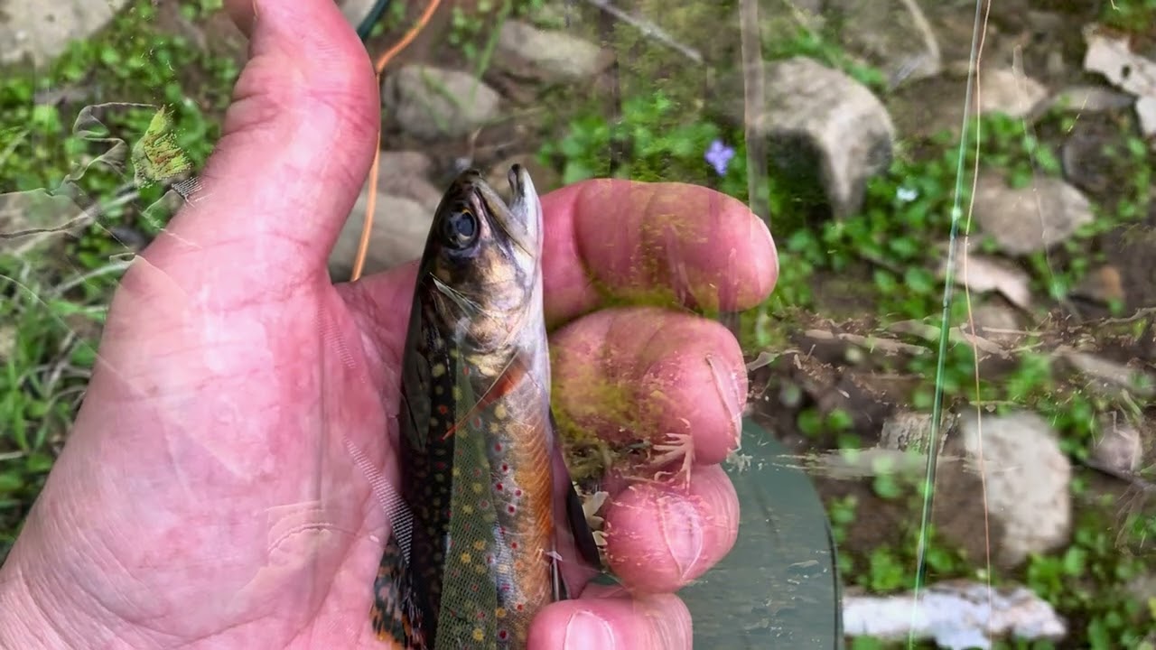 Lick Run at Doctor Fork, CCC and logging history at Pennsylvania State Park