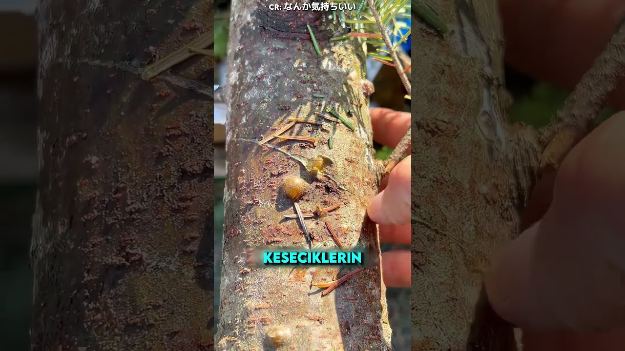 Hayat Kurtaran Ağaç🌳🚑