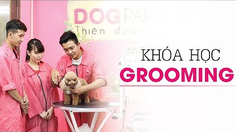 Hướng Dẫn Cách Cắt Lông Chó Mèo - Khóa học Grooming Cắt Tỉa  Lông Chó Mèo tphcm