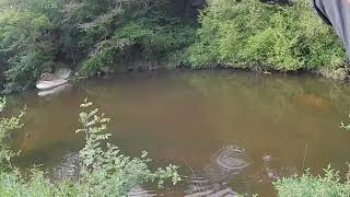 Joli sandre de la sèvre nantaise toujours sur la savage gear xlnt 3-18g !! Un régale 🤩!! screenshot 2