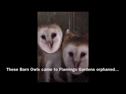 Barn owl training and release