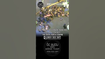 Giao 6.000 con cho khách ở An Biên Kiên Giang | ốc bươu đen | ốc giống | ốc lác | ốc bươu đồng tháp