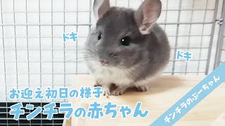 可愛すぎるチンチラの赤ちゃん！新しい家族が増えました！