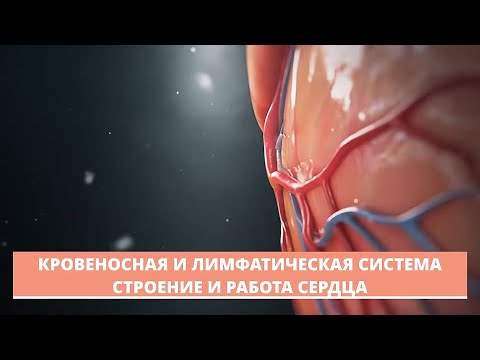 Кровеносная и лимфатическая системы.  Строение и работа сердца