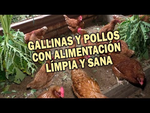 Video: Cómo abrir un mini taller de procesamiento de leche: un plan de negocios paso a paso