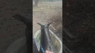 Thirsty Horse - April 27, 2026