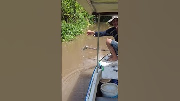 Cá Thác Lác Dính Lưới#short