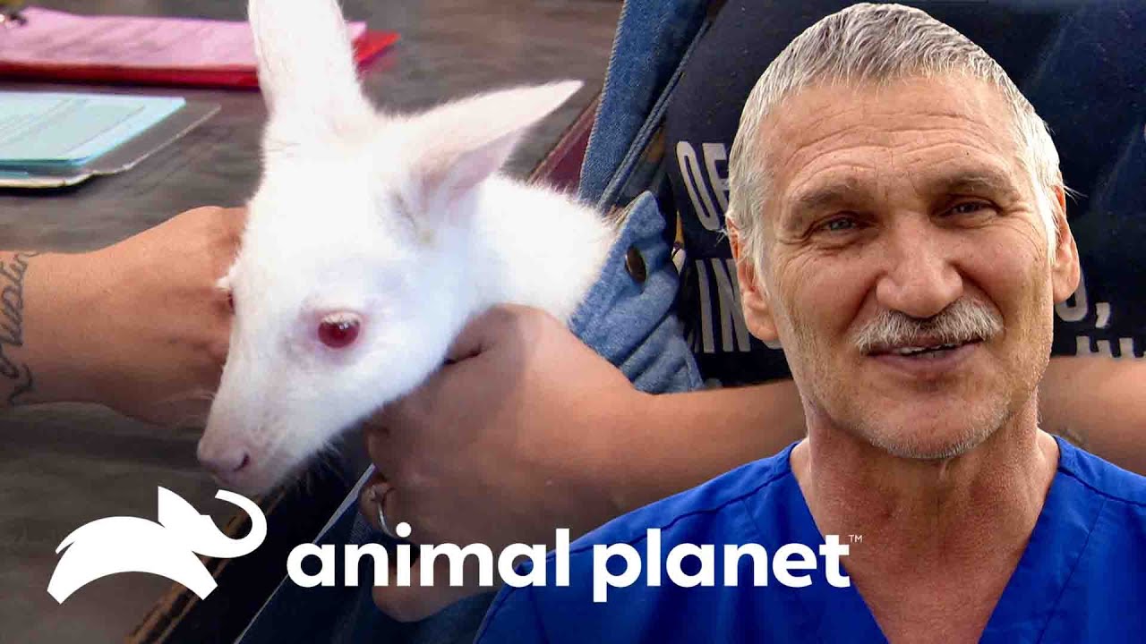 veneno He aprendido Primitivo Dr. Jeff recibe a un ualabí como mascota por primera vez | Dr. Jeff,  Veterinario | Animal Planet - YouTube