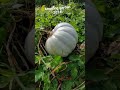 Incredible Vegetable Garden In New Zealand 2024 