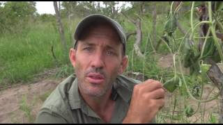 Famous Jan 23, 2017 African Monarch with James Hendry Wealth