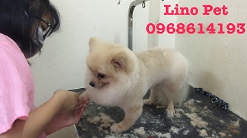 Hướng dẫn cắt tỉa lông chó Phốc Sóc | How to grooming for Pomeranian?
