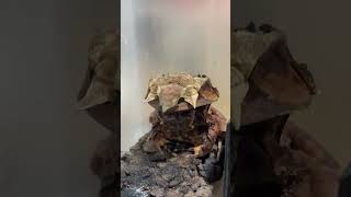 camouflage of the Malayan leaf frog