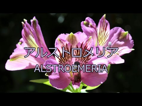 【カラオケ】アルストロメリア off vocal【シャニマス】