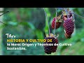 Historia y Cultivo de la Mora: Origen y Técnicas de Cultivo Sostenible-TvAgro por Juan Gonzalo Angel