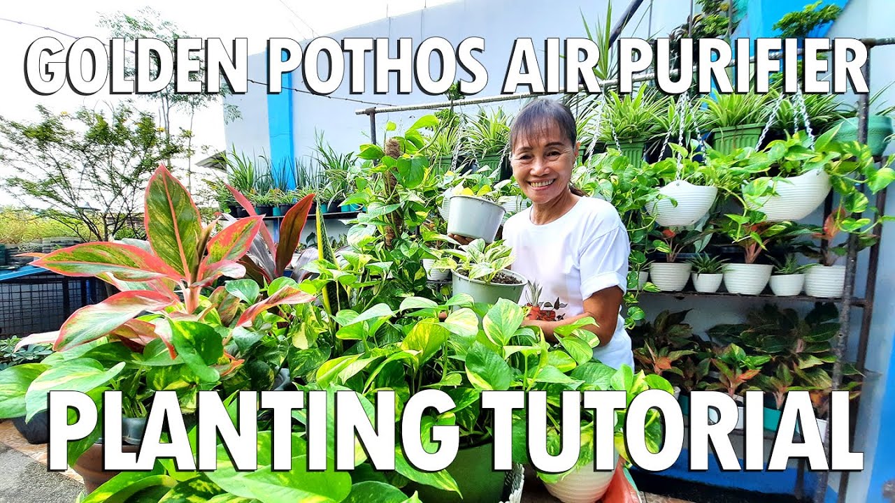 MAGTANIM TAYO NG GOLDEN POTHOS! (Air Purifier Plant) Easy Planting
