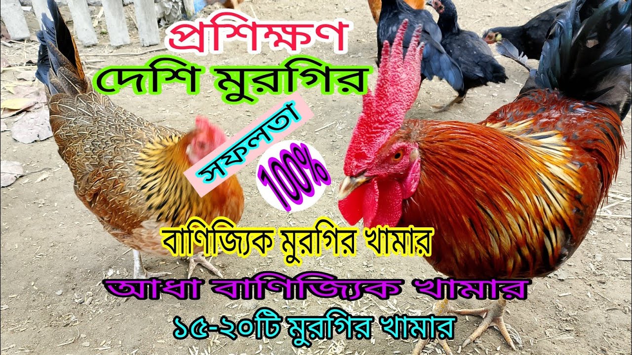 দেশি মুরগির বাণিজ্যিক ফার্ম প্রশিক্ষণ | Desi Poultry Farming Prosikhon