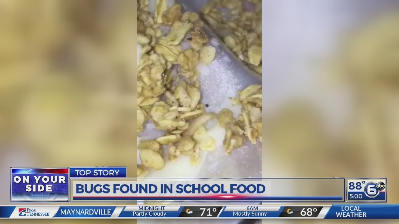 Bugs found in school food YouTube