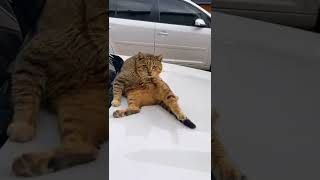 Et Iyon I I Me Üzel