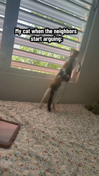 Kucingku saat tetangga bertengkar 👀#kucing #tetangga #lucu #videolucu #umpanpendek
