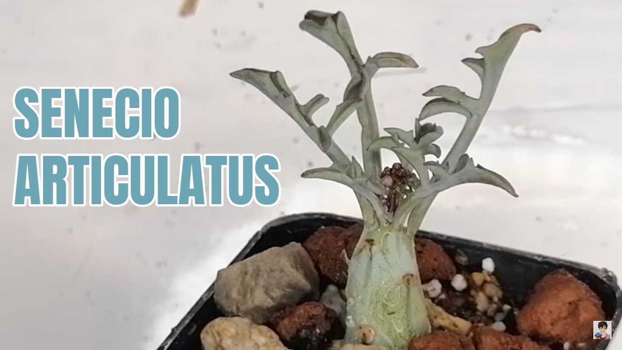 suculentas senecio articulatus donsuculento