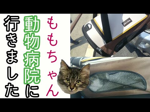 保護猫ももちゃんを動物病院に連れて行きました195