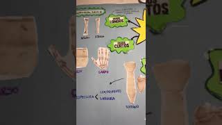 Mapa Mental - Anatomia