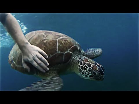 Snorkel à Malendure (Guadeloupe)