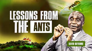 Celebrity Success Lessons from the Ants | David Ibiyeomie Net Worth