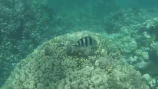 Red sea snorkeling in Hurghada Egypt - Summer 2015 #1