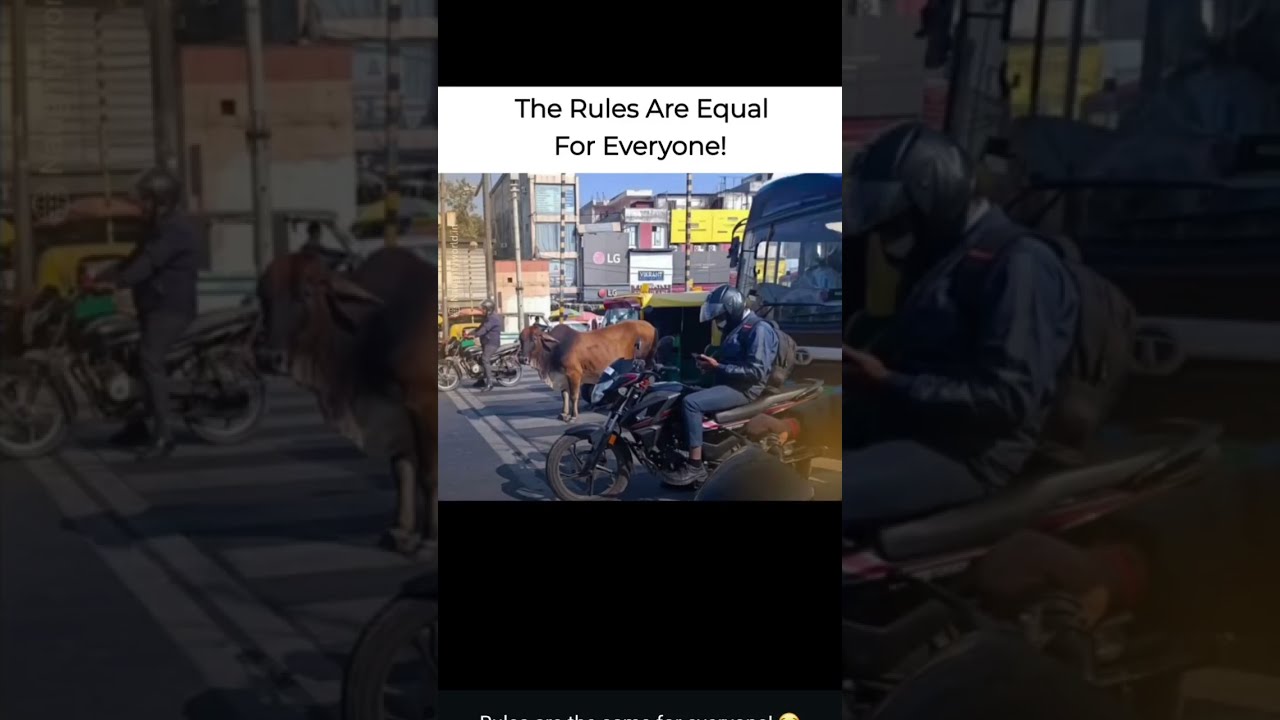  Memes Rules Are Equal For Everyone Funnymemesonlylegendswillfinditfunny